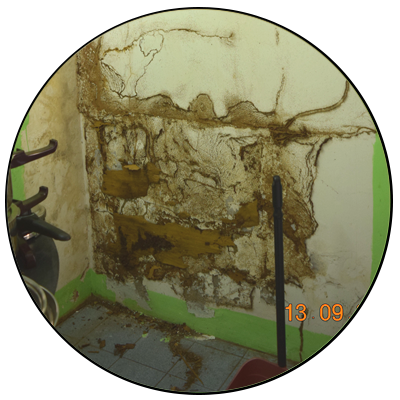 Termite Attacks - Due Diligence Survey Singapore